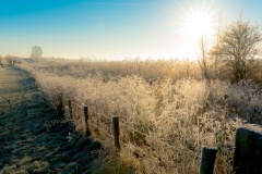 uiterwaarden-winter