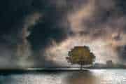 Gerard-Wielenga-Lonely-Tree-1